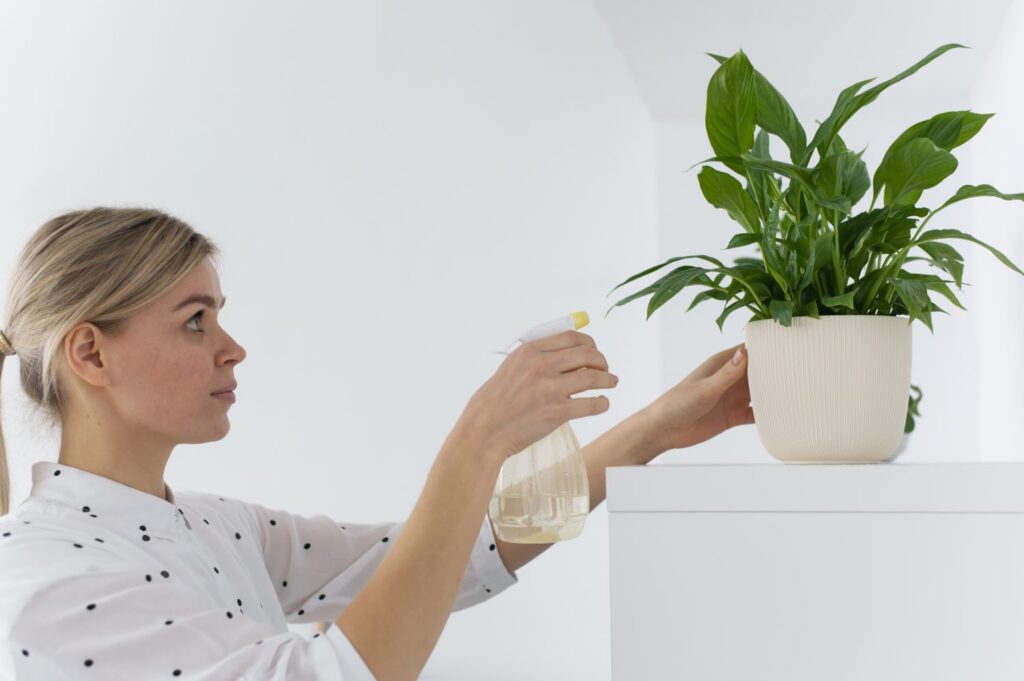 Así puedes revivir tus plantas secas después de vacaciones