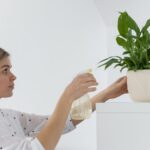 Así puedes revivir tus plantas secas después de vacaciones