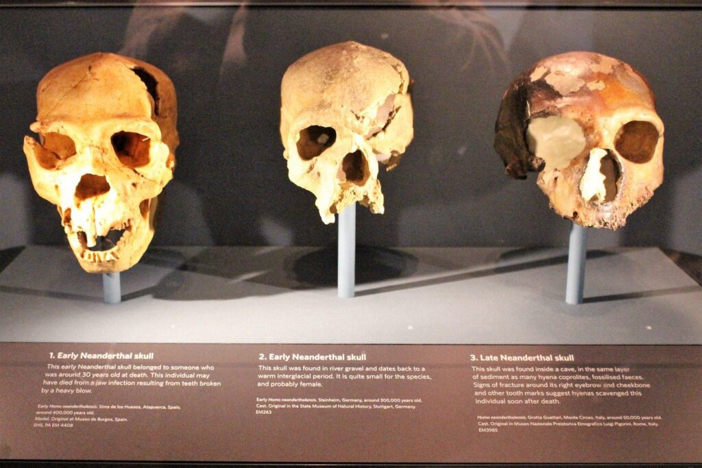 ¿Cómo sonaban los neandertales? Estos científicos tienen la respuesta