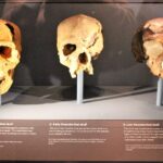 ¿Cómo sonaban los neandertales? Estos científicos tienen la respuesta