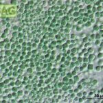 Esta sería la ‘mascota’ ideal en los viajes a Marte