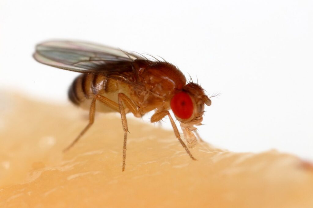 No te vas a creer cuál es el animal con el espermatozoide más grande del mundo