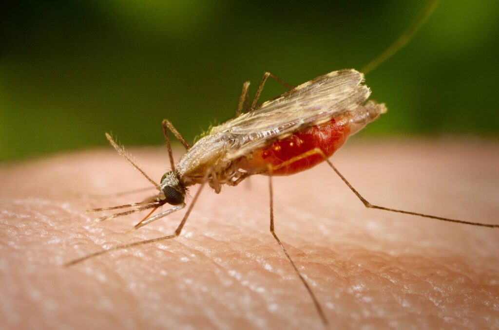 Unos científicos se fueron de festival para demostrar que a los mosquitos les encanta que bebas cerveza