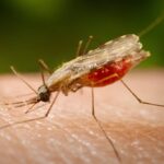 Unos científicos se fueron de festival para demostrar que a los mosquitos les encanta que bebas cerveza