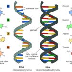 La IA crea por primera vez un virus contra seres vivos: la ciencia acaba de cruzar una frontera