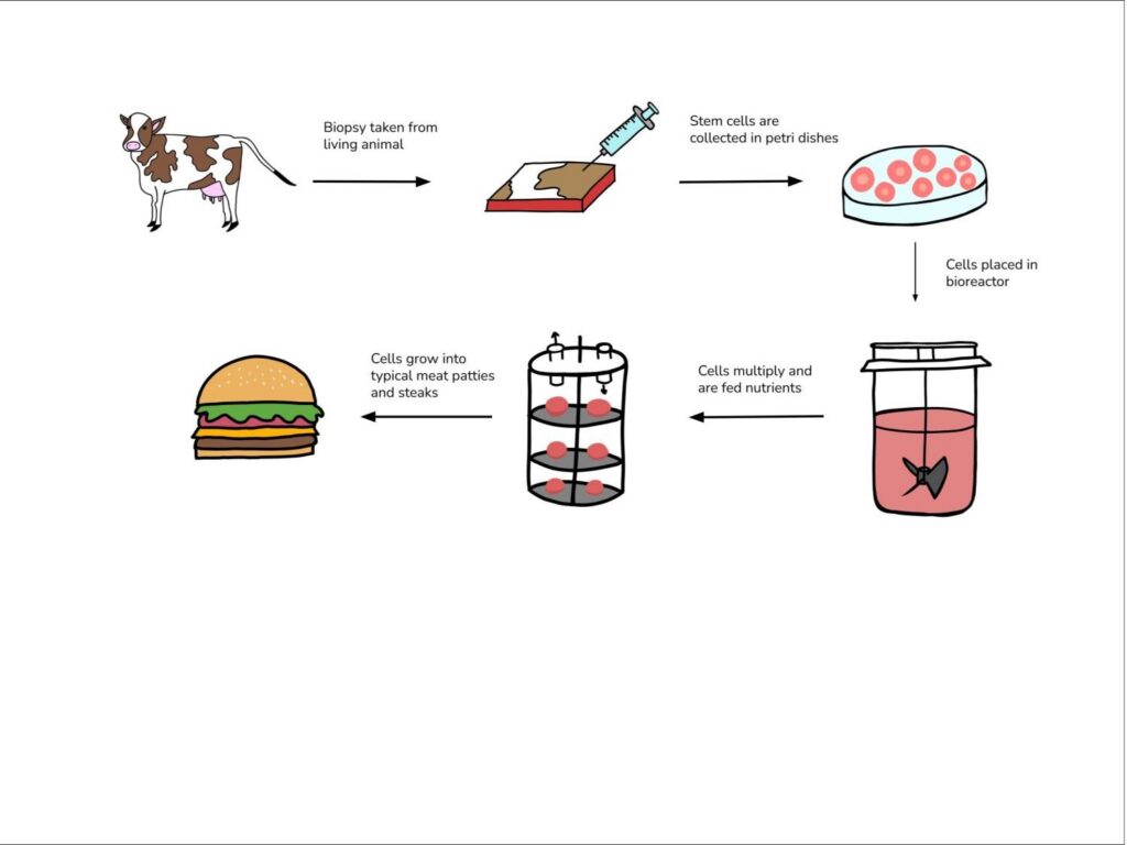 Estos científicos quieren enseñarte a hacer carne cultivada de laboratorio en tu propia casa