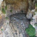 Los nidos de estas aves en España son museos medievales y no nos habíamos dado cuenta