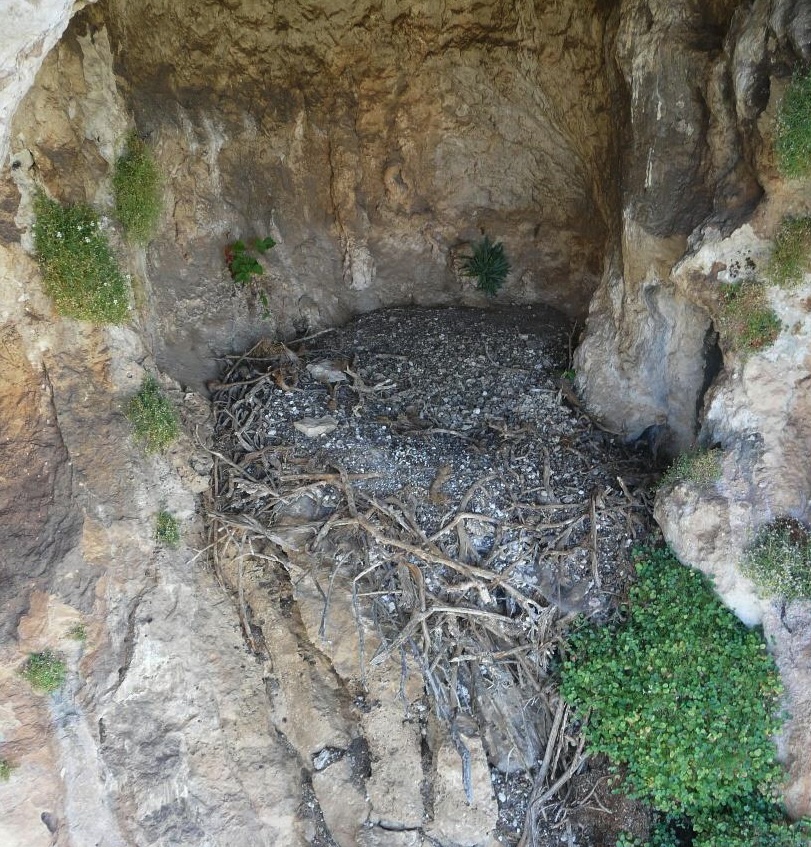 Los nidos de estas aves en España son museos medievales y no nos habíamos dado cuenta