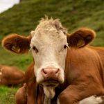 España prohíbe criar aves al aire libre por aumento en el riesgo de gripe aviar