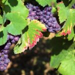 El vino, el café y el chocolate están en peligro de «extinción». Lo peor es que no hacemos lo necesario para salvarlo