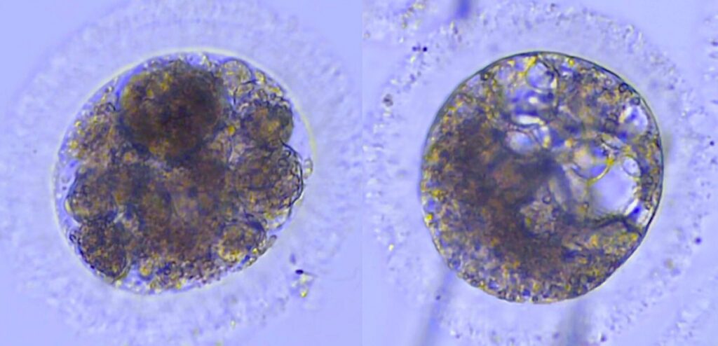 Por primera vez, crean embriones de lince ibérico en un laboratorio