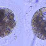 Por primera vez, crean embriones de lince ibérico en un laboratorio