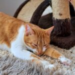 No son imaginaciones tuyas: los gatos maúllan más a los hombres que a las mujeres, lo dice la ciencia