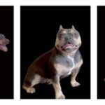 Cuando estás feliz, tu perro te parece más triste