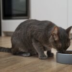 Ya existe el Ozempic para gatos y los veterinarios están empezando a probarlo