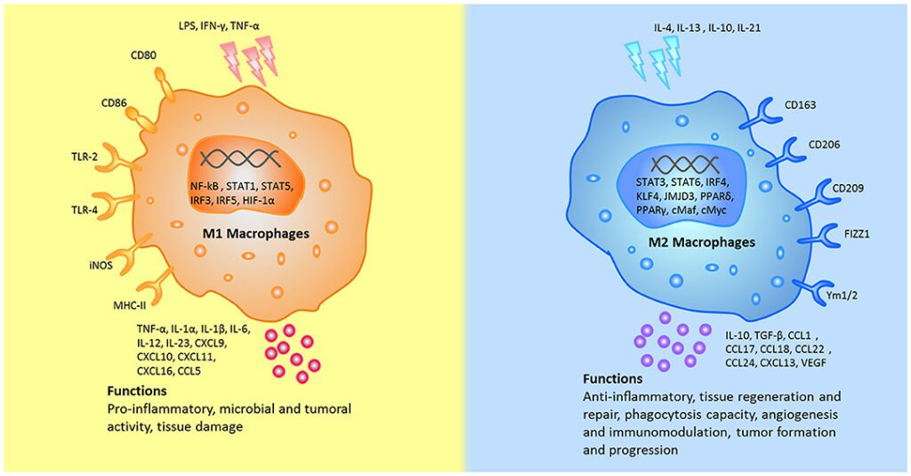 Este nuevo anticuerpo podría combatir uno de los cánceres de mama más graves