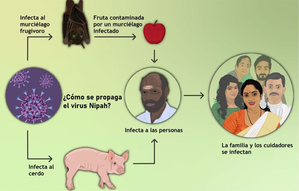 La OMS, preocupada por el brote de Nipah en la India y su potencial epidémico