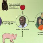 La OMS, preocupada por el brote de Nipah en la India y su potencial epidémico