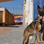 Este perro es tan bueno en su trabajo que un cártel colombiano le ha puesto precio a su cabeza