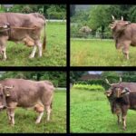 Conoce a Veronika, la única vaca capaz de usar herramientas (que sepamos)